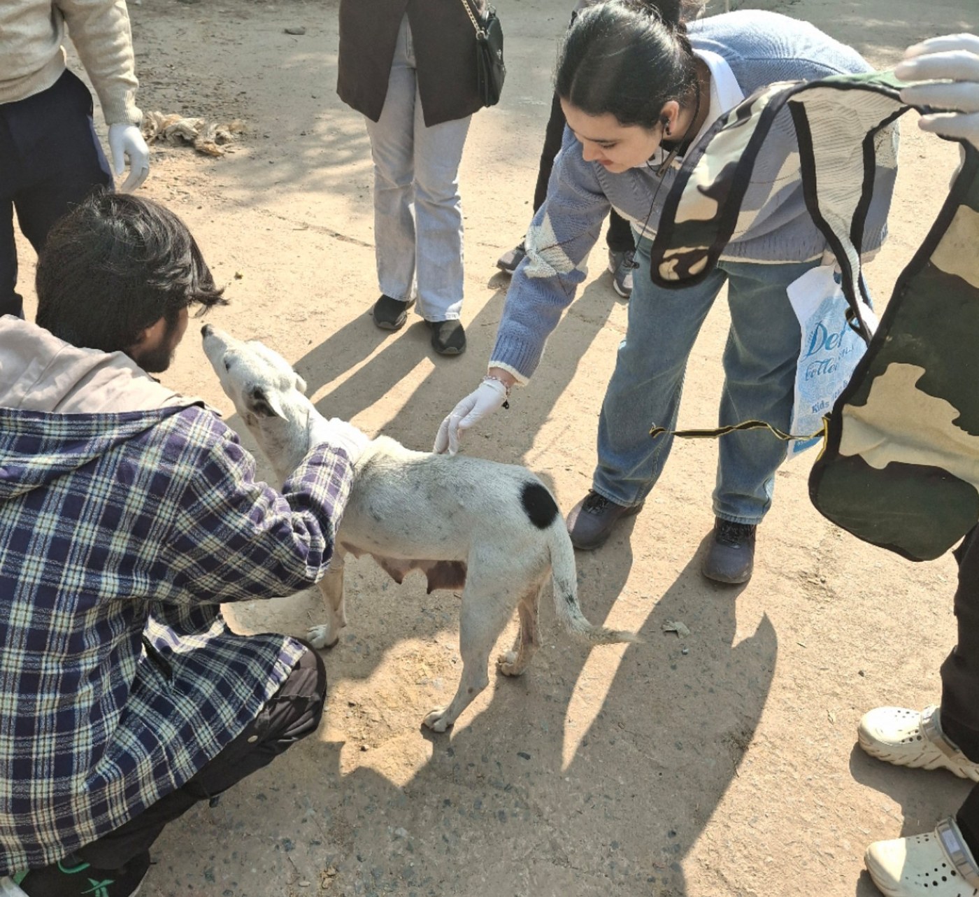 Karuna project animal welfare field work